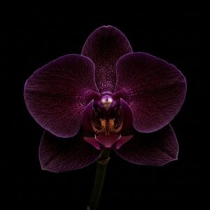 black orchid & vanilla