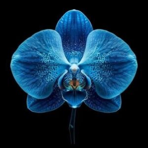 black orchid & pear
