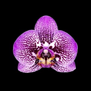 gold orchid