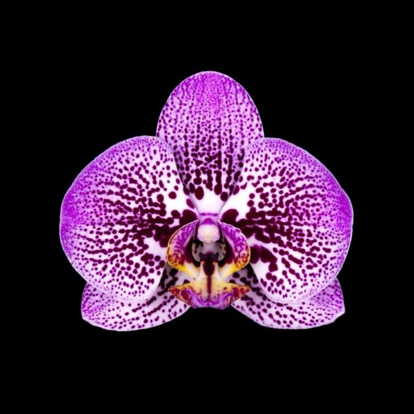 gold orchid
