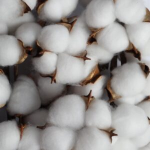fresh cotton